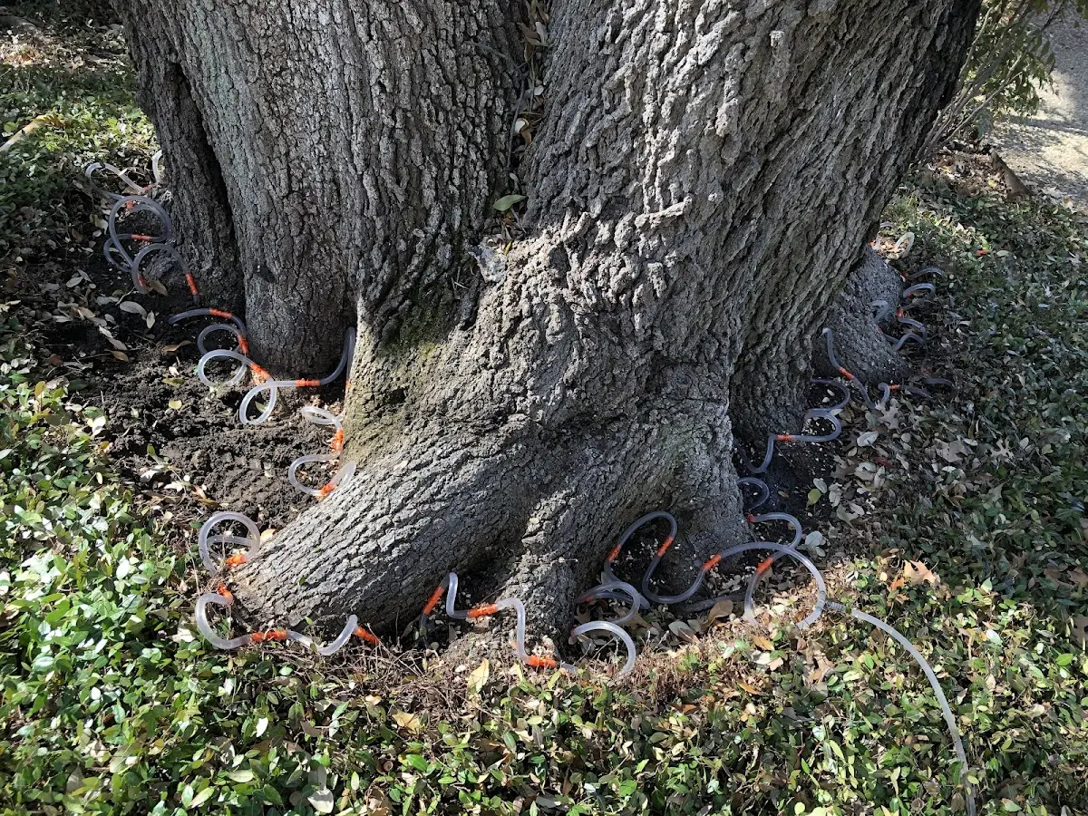 Detailed Tree Cabling and Bracing job site in Easton