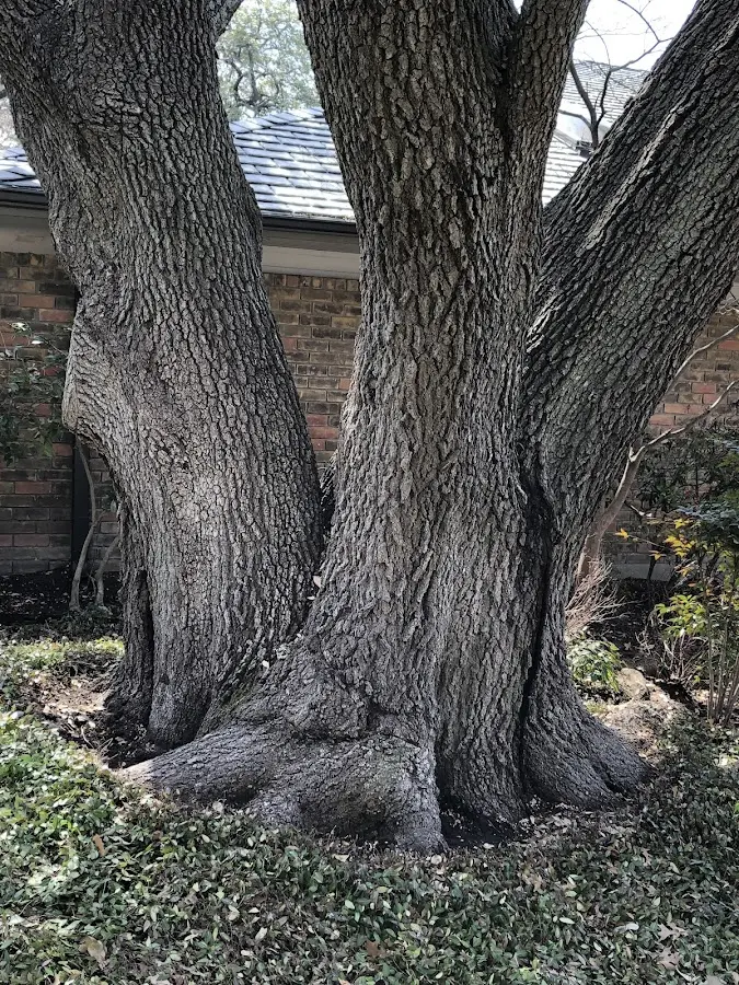 Mature heritage tree close to a Easton property cared for by certified arborists