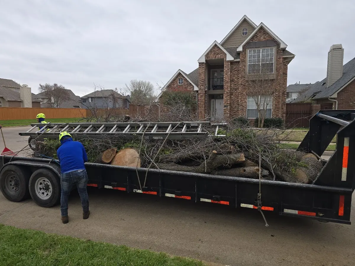 Expert Tree Removal with proper safety equipment in Easton